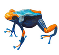 Tumucumaque Dart Frog Print
